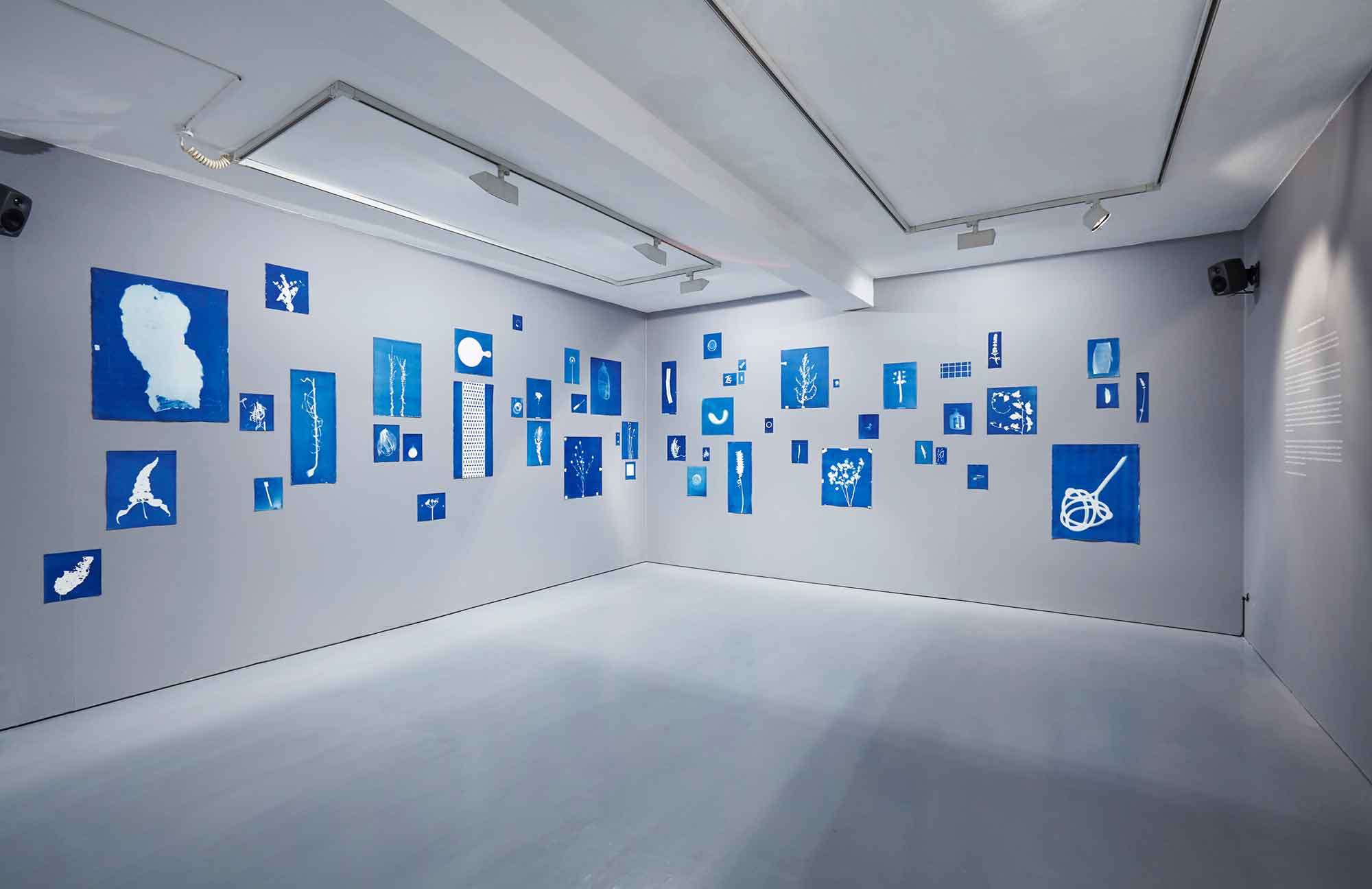 Jessie Brennan, exhibition of visual and audio archives (cyanotypes and oral recordings) produced at The Green Backyard. Installation view at dalla Rosa Gallery, September 2016. (Photo: Matthew Booth)