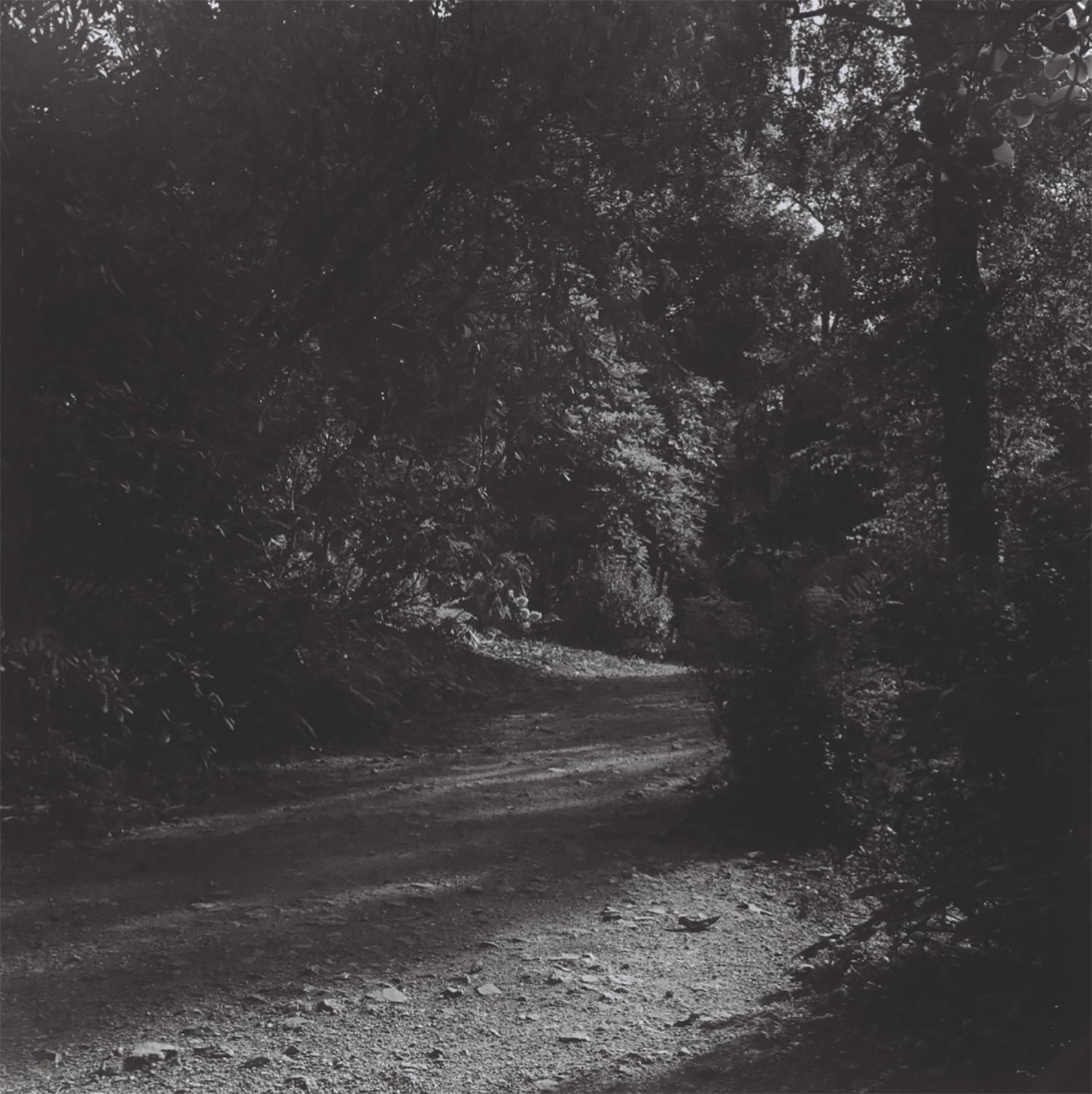 Toby Blackman, The Path (2019), The Hunter’s Path, Teign Gorge (6x6 cm negative)